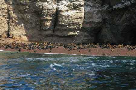 paracas