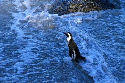  simons Town