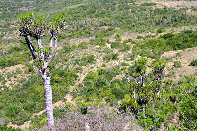 aliwal-north