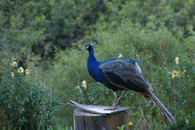 lesotho / Malealea