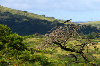 hluhuwe