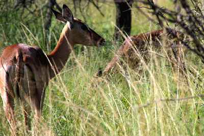 hluhuwe