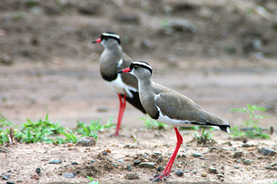 kruger-park