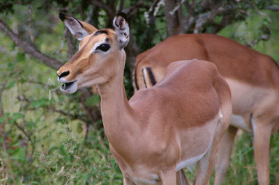 kruger-park