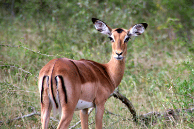 kruger-park