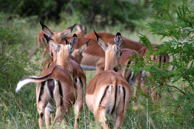 kruger-park