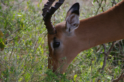 kruger-park