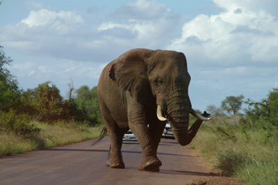 kruger-park