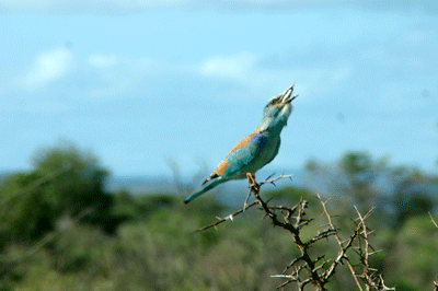 kruger-park