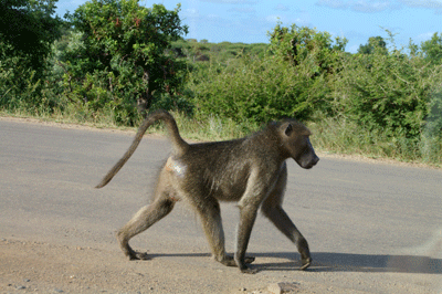 kruger-park