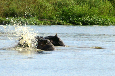 kruger-park