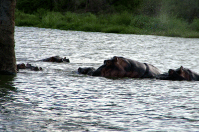 kruger-park