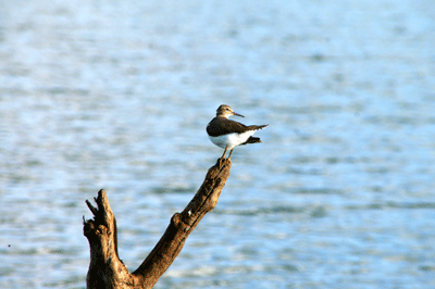 kruger-park