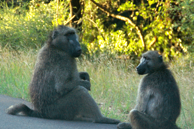 kruger-park