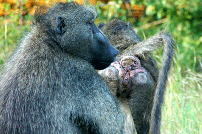 kruger-park