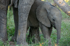 kruger-park