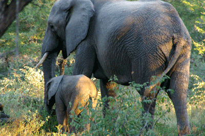 kruger-park