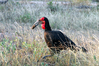 kruger-park