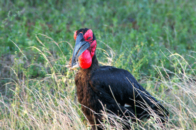 kruger-park