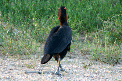 kruger-park