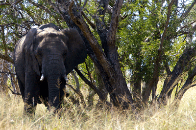 kruger-park