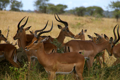 kruger-park