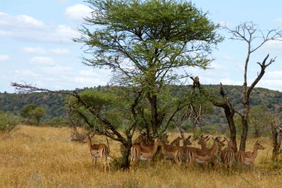 kruger-park