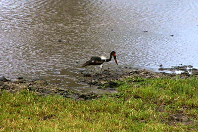 kruger-park