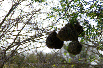 kruger-park