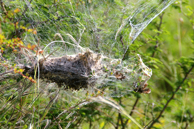 kruger-park