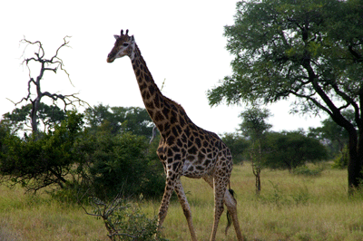 kruger-park