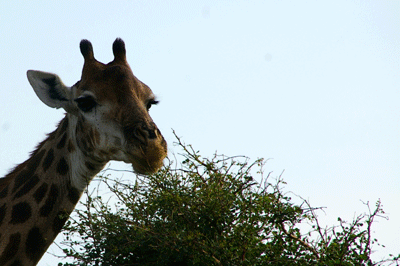 kruger-park