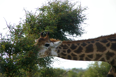 kruger-park