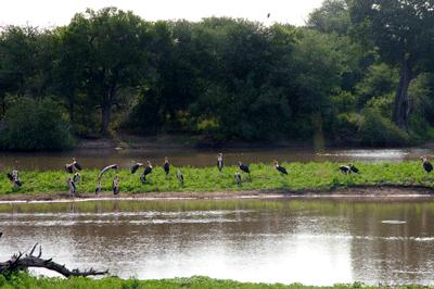 kruger-park