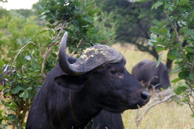 kruger-park