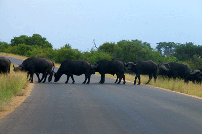 kruger-park