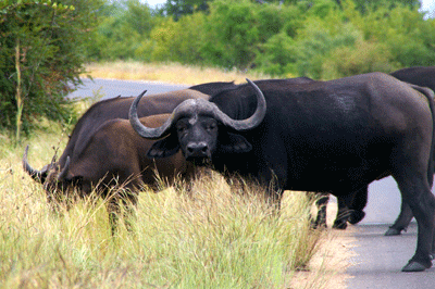 kruger-park