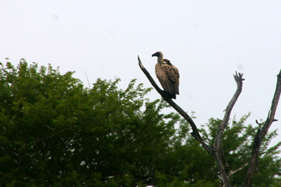 kruger-park