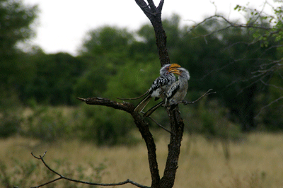 kruger-park