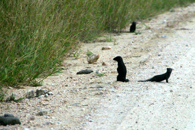 kruger-park