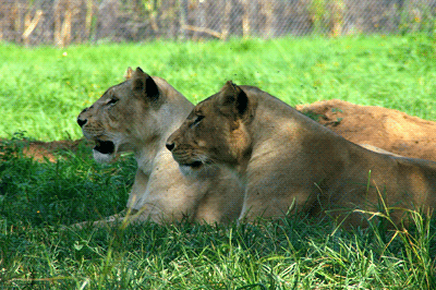 lion's park