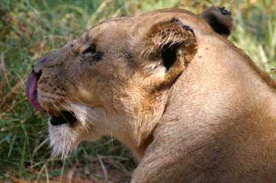 lion's park