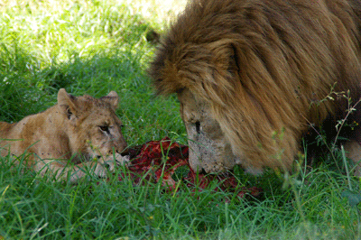 lion's park