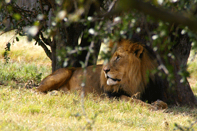 lion's park