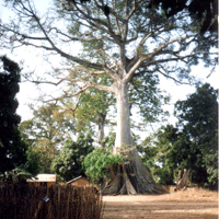 senegal