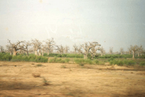 senegal